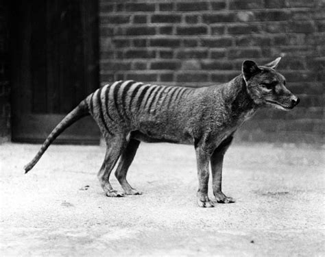Sightings Show That The Extinct Tasmanian Tiger May Still Be Alive