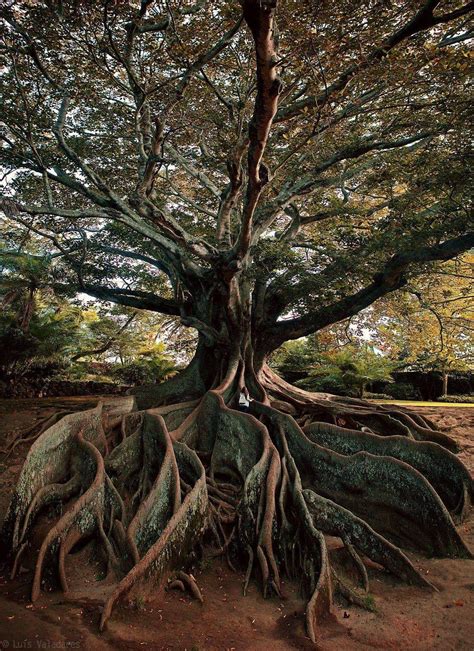 Most Amazing Trees From All Around The World 13 Pics