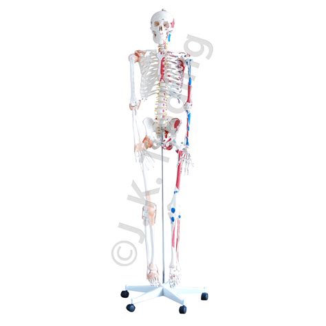 Human Anatomy Model Skeleton Model With Muscles