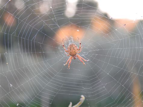 Site About Garden Garden Orb Weaver Spider Facts