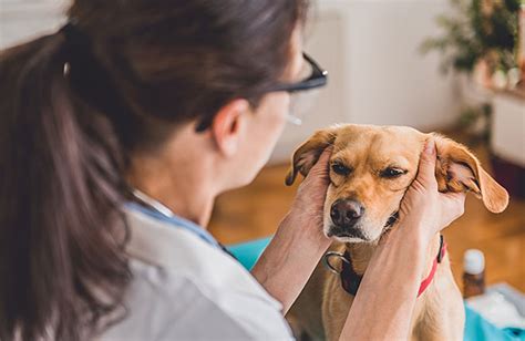 The Connection Between Your Dogs Ear Infections And Allergies Zoetis