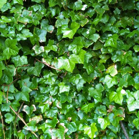 English Ivy Hedera Helix Biodiversity Of The Central Coast