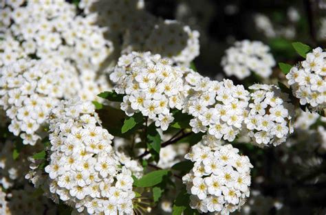 10 Great Shrubs That Bloom With White Flowers
