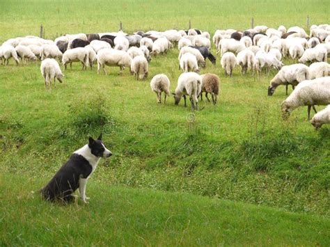 The Shepherd Dog And The Sheep Stock Photo Image Of Fold Country