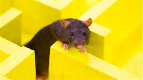 Rat Maze Lifespan Io