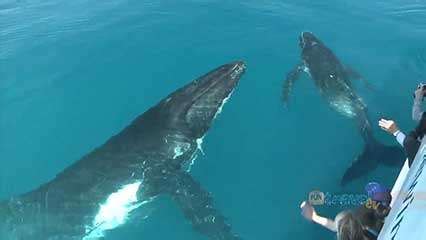 Humpback whales makes one of the longest migration of any mammals in the world, up to 10,190 miles (16,400 km) round trip. humpback whale | Size, Song, Habitat, Migration, & Facts ...