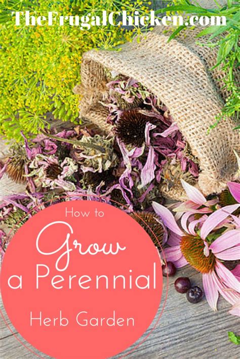 How To Phow To Plant A Perennial Herb Gardenlant A Perennial Herb