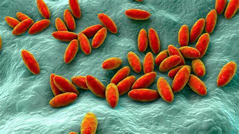 Brucella Bacteria The Causative Agent Of Brucellosis 3d Illustration