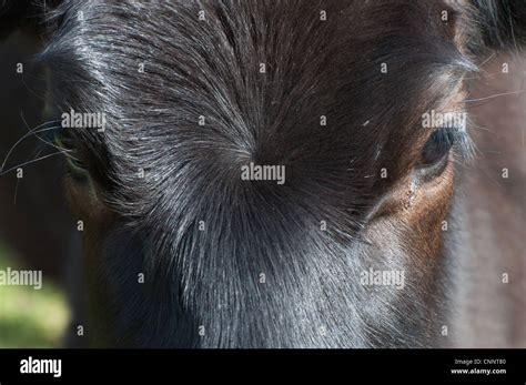 Jersey Cows Head And Shoulder Close Up Details Stock Photo Alamy