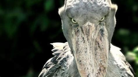 ‘im Scared Photos Of Critically Endangered Shoebill Stork Terrifies