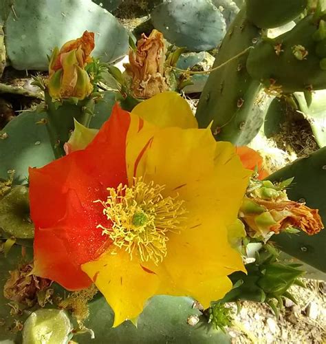 The national capital cactus and succulent society. Cactus and Succulent Society of America - Accueil | Facebook