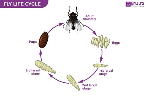 Fly Life Cycle Introduction Life Cycle Faqs