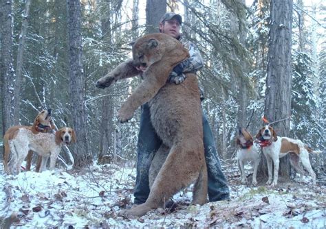 It is worth stating that. Mountain Lion vs. Pit Bull | Page 3 | TigerDroppings.com