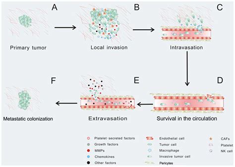 Role Of The Tumor Microenvironment In Tumor Progression And The