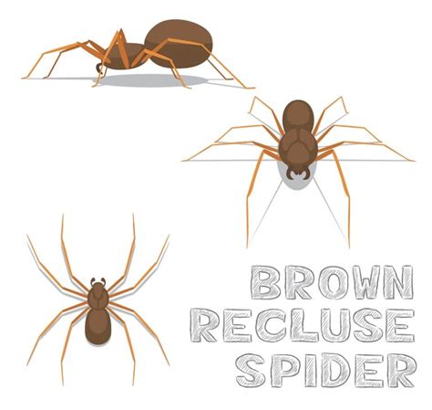 Pest Control Brown Recluse And Their Hiding Spots Expert Pest Solutions