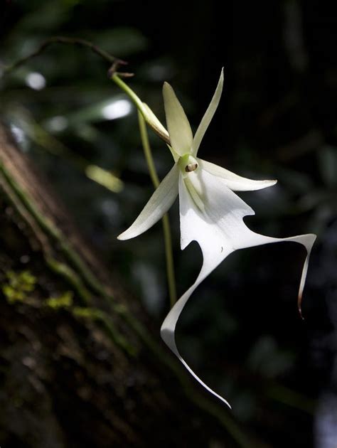 The Elusive Mysterious Ghost Orchids Return
