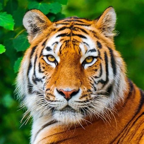 Bengal kaplanı Panthera tigris tigris ForumTutkusu Com Forum