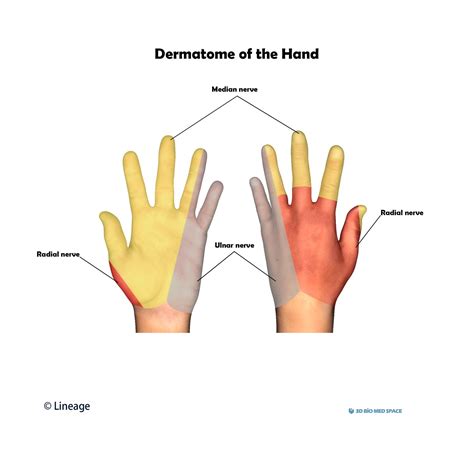 Dermatome Map Of Hand