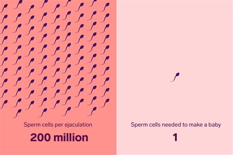 The Truth About Sperm Survival How Long Do Sperm Live Natural Cycles