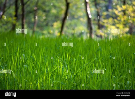 Early Summer Green Grasses In An English Woodland Stock Photo Royalty