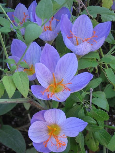 Over 958 plants in stock ready to ship. Crocus Flowers