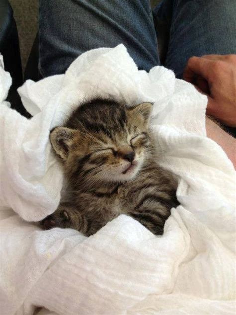 22 Purr Fect Pictures Of Cats That Will Make You Just Say Aww I