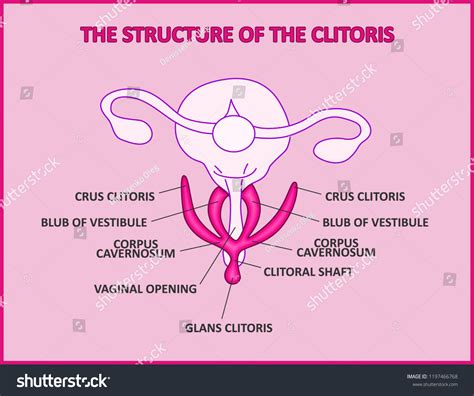 Structure Clitoris Medical Poster Female Anatomy Stock Vektor Royaltyfri 1197466768