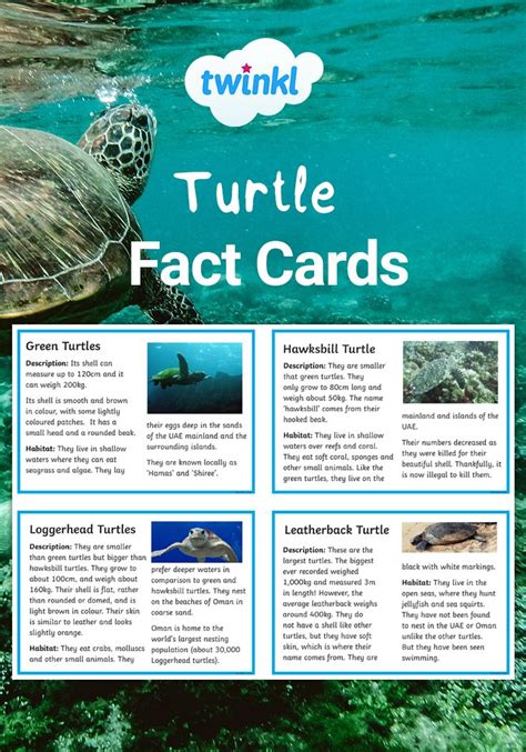 Sea Turtles Differentiated Fact Files Sea Turtles Facts Ph