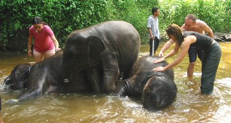 First hand experience with elephants at the sanctuary. Kuala Gandah Elephant Sanctuary Tour | My Golden Holidays