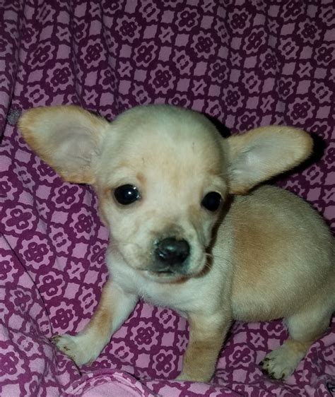 Chihuahua Puppies For Sale Monroe Mi 313826 Petzlover