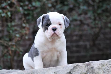 English bulldog dog breeders, english bulldogs & mastiffs, k's pups chi's & english bulldog, 13week old. English Bulldog Rescue Buffalo Ny