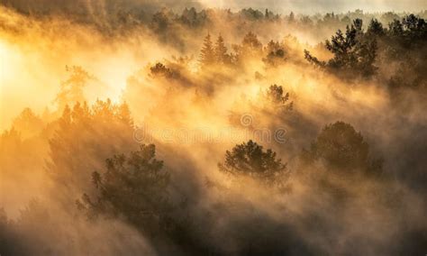 Dawn In A Foggy Forest The Sun S Rays Make Their Way Through The Fog