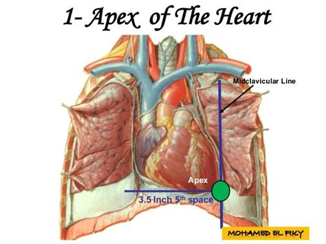 Apex Anatomy Anatomy Reading Source