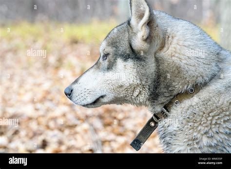 Portrait Of A Dog Breed West Siberian Laika Stock Photo Alamy