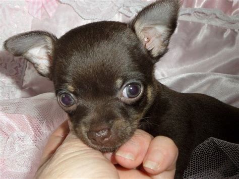 Cavaliers generally weigh about 11 to 18 pounds and are easy to handle and train. Kc chihuahua Tiny dark chocolate female puppy | Gillingham ...