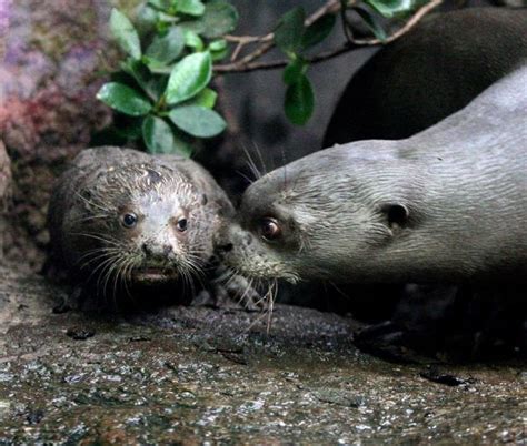 Baby Giant Otter Swimming Lessons Zooborns