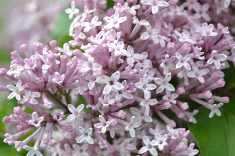 Dwarf Korean Lilac Trees Are A Great Ornamental Choice For Landscapes