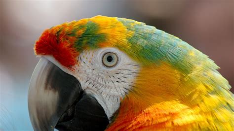 2560x1440 Parrot Macaw 1440p Resolution Hd 4k Wallpapers
