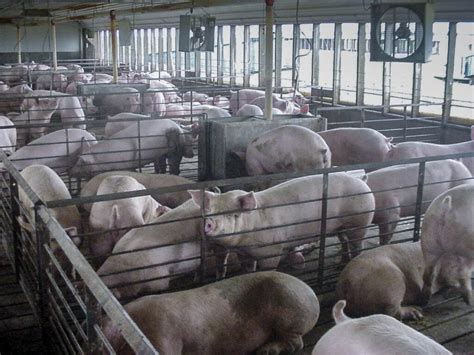 Epa Permits Cover Only A Third Of Concentrated Animal Feeding