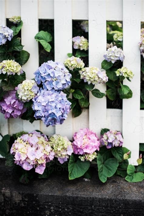 Image Of Hydrangeas And White Picket Fence Austockphoto