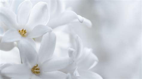 Free Photo White Flower Bloom Floral Flower Free Download Jooinn