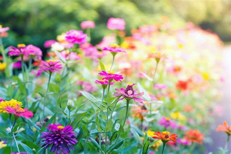 View Landscaping Flowers Free Background Images Nature