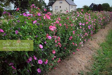 A Hedge Of Hibiscus Stock Photo By Martin Hughes Jones Image 1276343