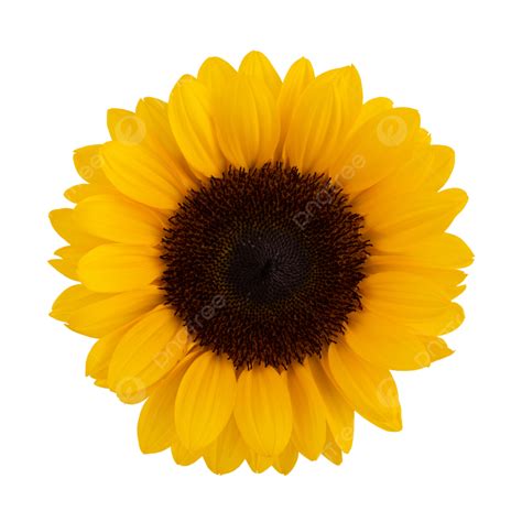 Sunflower Png Images Download 15000 Sunflower Png Resources With