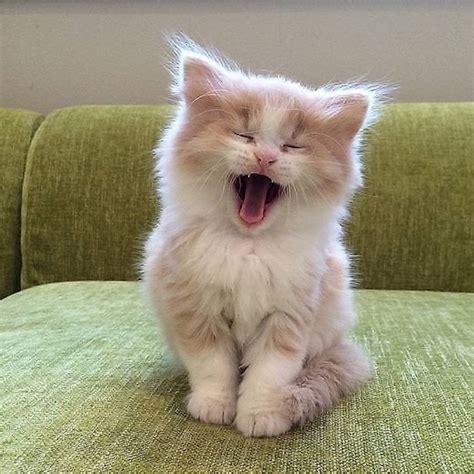 I Am Yawning Rcats
