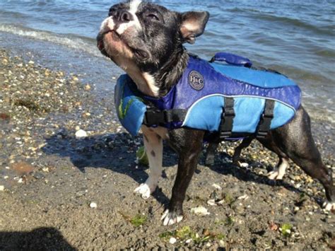 French bulldogs are top heavy and sink like rocks. Dog Summer Safety Tips Every Pet Owner Should Be Aware Of ...