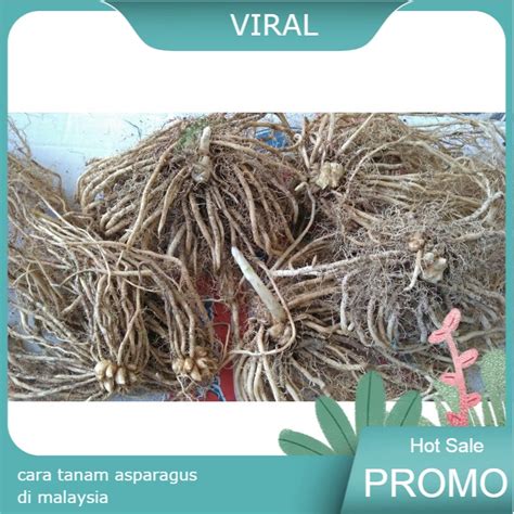Jual Sayuransultan Pohon Crown Asparagus Ab01 Promo Akar Bonggol