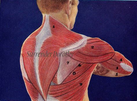 In this study, we perform an interfirm labor. Back Muscles Human Anatomy 1933 | SurrendrDorothy | Flickr