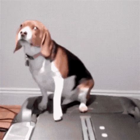Jetblue will not accept the following animals as regular pets or esa's for health and safety reasons Dog Treadmill GIF - Dog Treadmill Lazy - Discover & Share GIFs