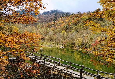Colorful Autumn Forest Of Erlangshan Mountain In Yana Sichuan Stock